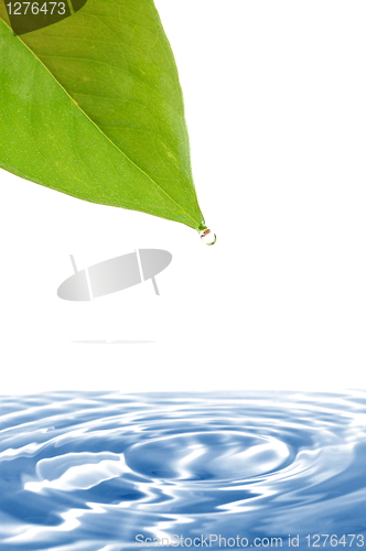 Image of leaf and water