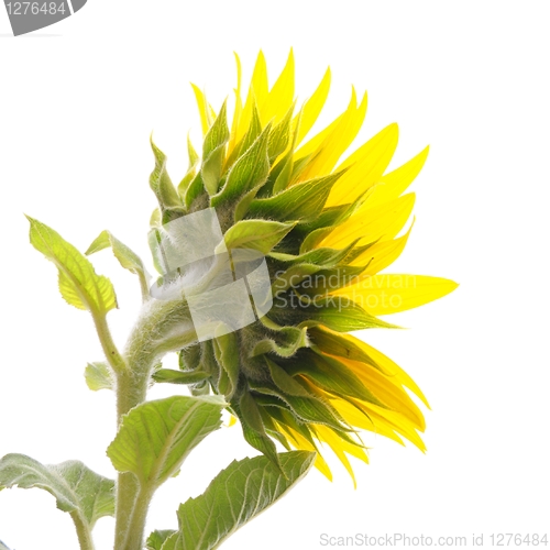 Image of sunflower