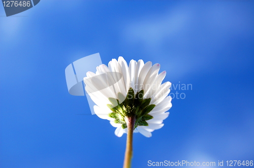 Image of daisy under blue sky