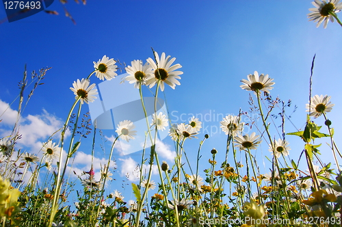 Image of daisy flower from below with blue sky