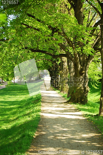 Image of summer tree alley