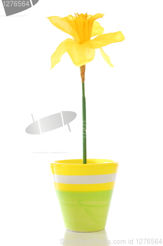 Image of flowers in pot