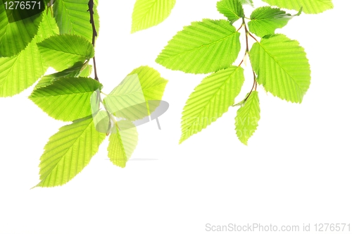 Image of green leaves