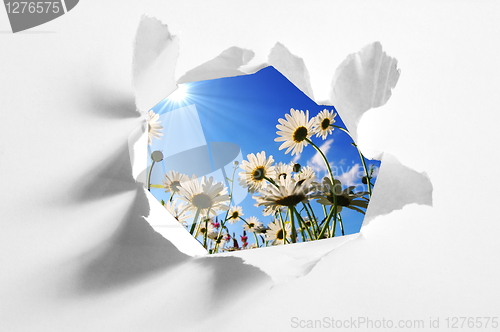 Image of flower behind hole in paper
