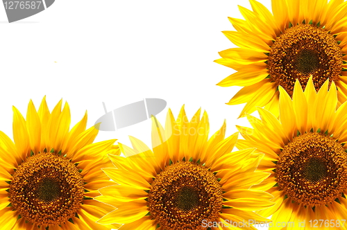 Image of sunflower