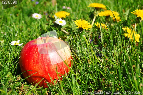 Image of apple