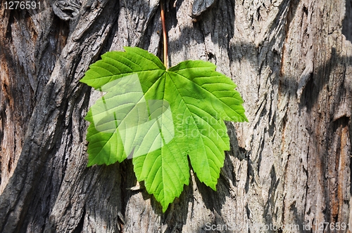 Image of leaf