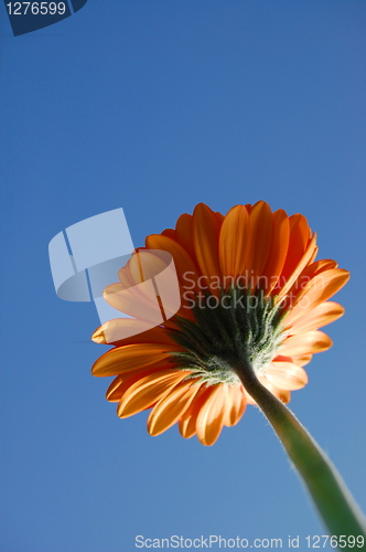 Image of Gerbera daisy