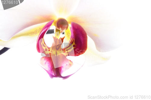 Image of orchid
