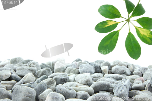 Image of stones and leaf