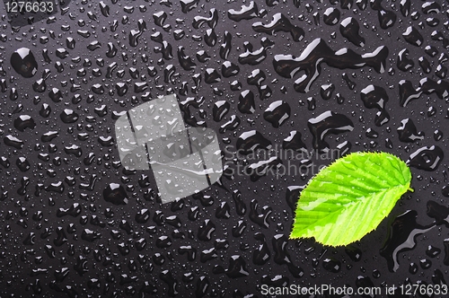 Image of leaf