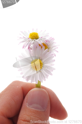 Image of daisy flower