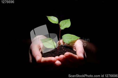 Image of hands soil and plant showing growth