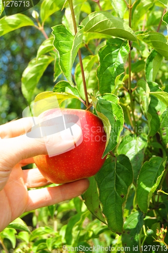 Image of apple on tree