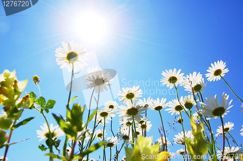 Image of daisy flower in summer with blue sky