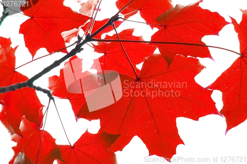Image of red fall leaves