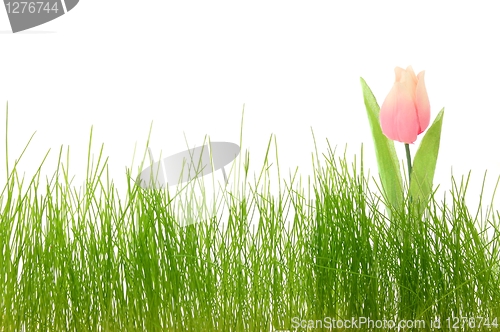 Image of flower