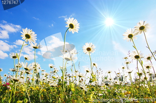 Image of flower in summer under blue sky