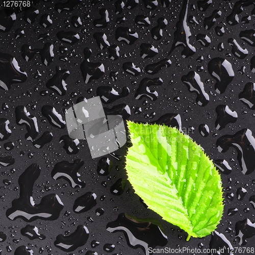Image of leaf and black background