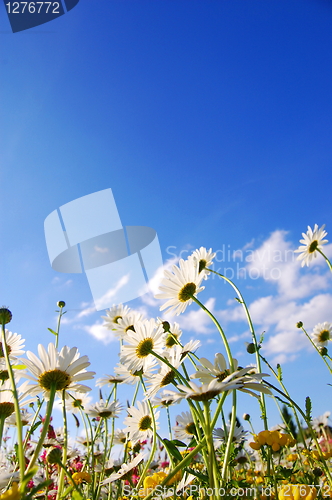 Image of flowers on meadow in summer
