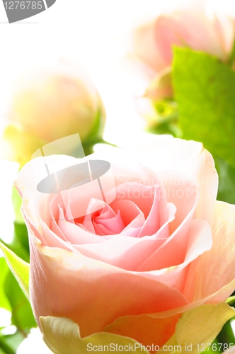 Image of flowers
