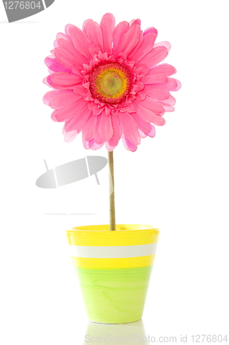 Image of flower in pot