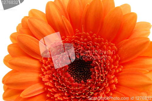 Image of isolated flower on white