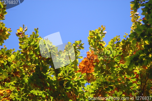 Image of forest and garden with golden leaves at fall