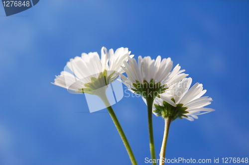 Image of daisy under blue sky