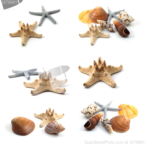 Image of ocean creatures