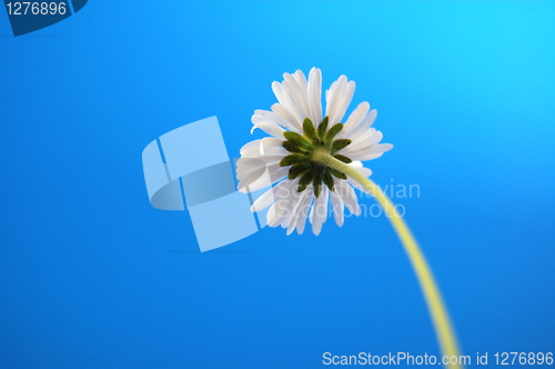 Image of daisy from beliw in summer under blue sky