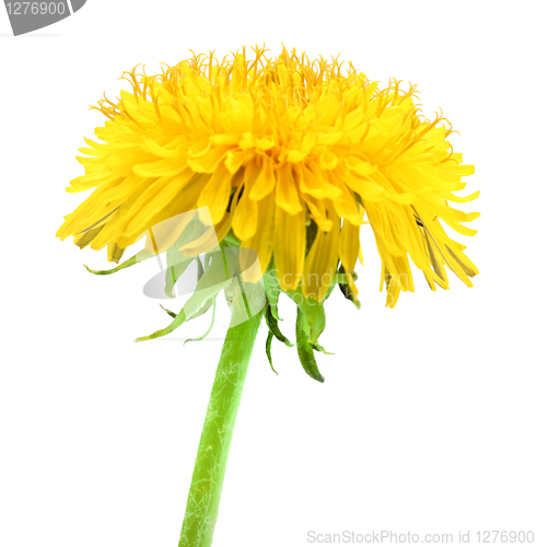 Image of One yellow flower of dandelion isolated on white background