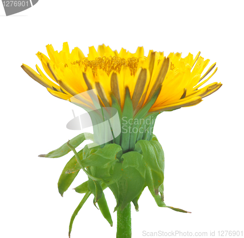 Image of One yellow flower of dandelion isolated on white background