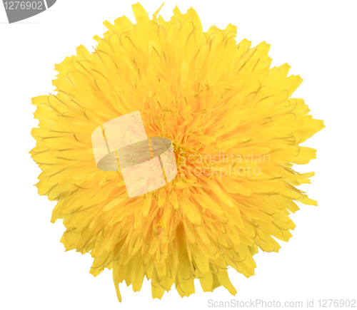 Image of One yellow flower of dandelion isolated on white background