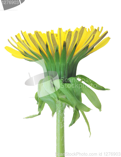 Image of One yellow flower of dandelion isolated on white background