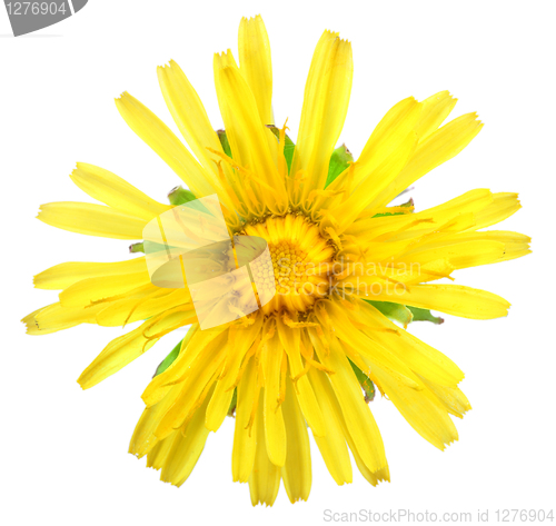 Image of One yellow flower of dandelion isolated on white background