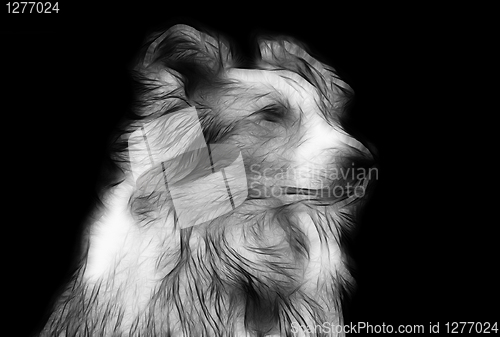 Image of Artistic Impression Pencil Drawing of Border Collie