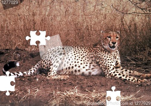 Image of Cheetah Puzzle with missing pieces