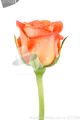 Image of Orange rose flower