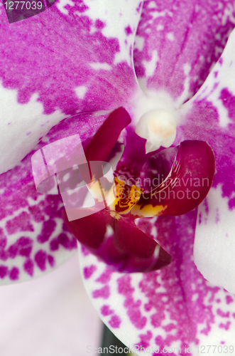 Image of Pink orchid flower