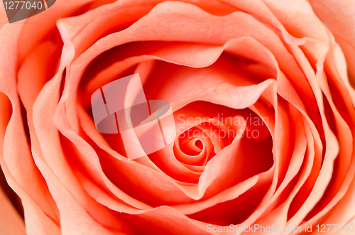 Image of Orange rose flower