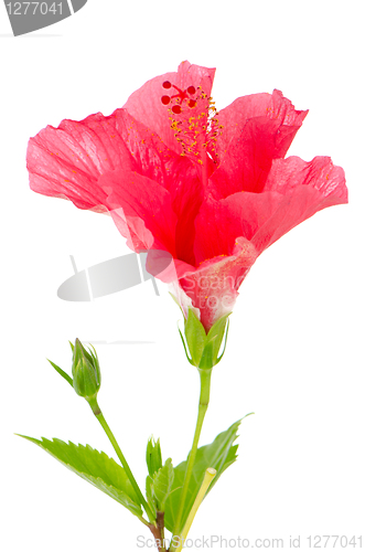 Image of Beautiful pink hibiscus flower