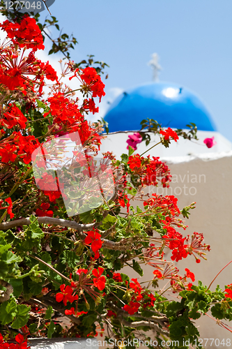 Image of Geranium flowers with church background in Santorini