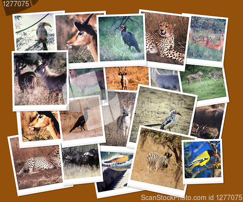 Image of South African Wild Life Collage