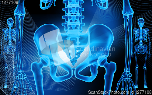 Image of human pelvis and skeleton