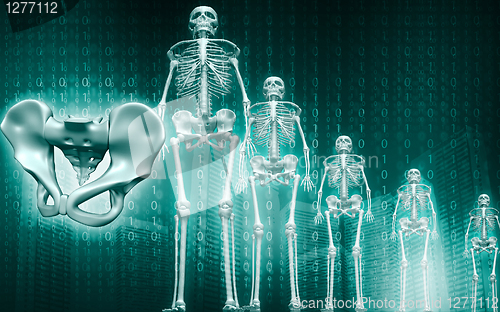 Image of Skeleton and human pelvis