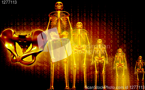 Image of Skeleton and human pelvis