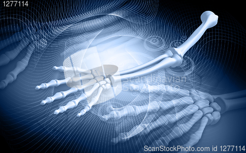 Image of human hand bones