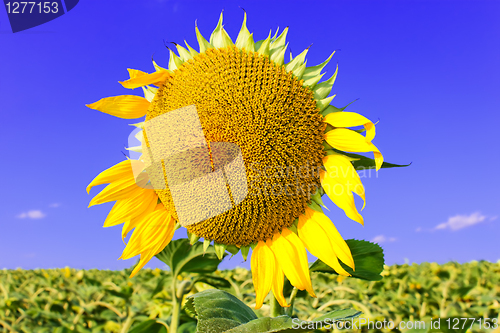 Image of Sunflower head