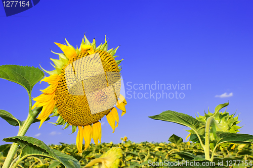 Image of Ripening sunflower head 